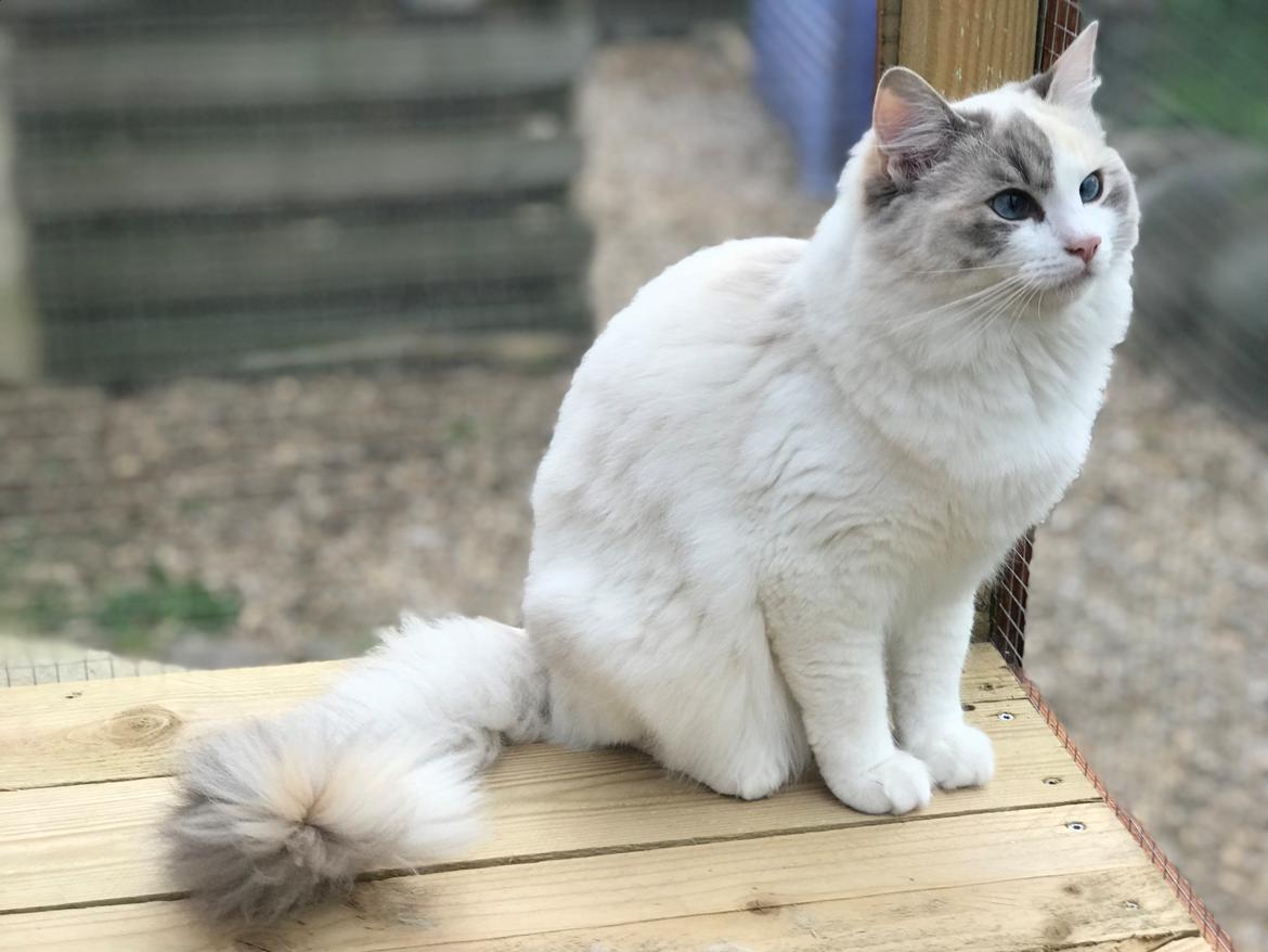 Ragdoll Coco billede 6
