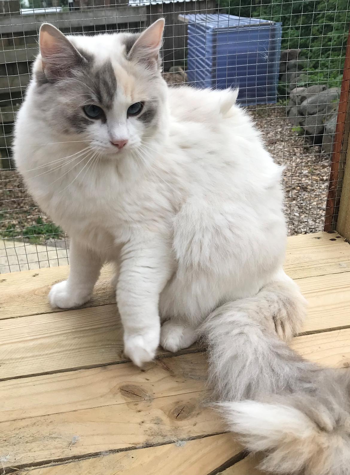 Ragdoll Coco billede 1