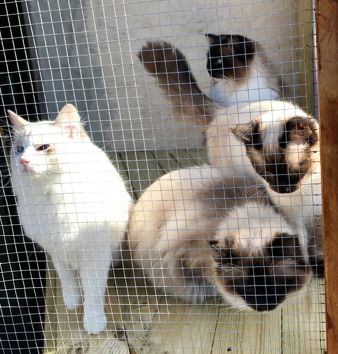 Ragdoll Cæsar billede 3