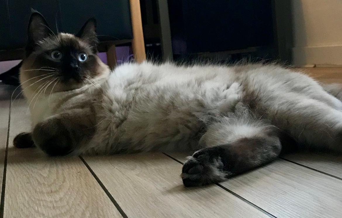 Ragdoll Cæsar billede 5