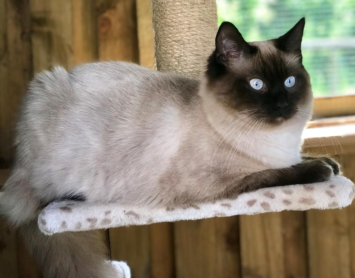 Ragdoll Cæsar billede 6