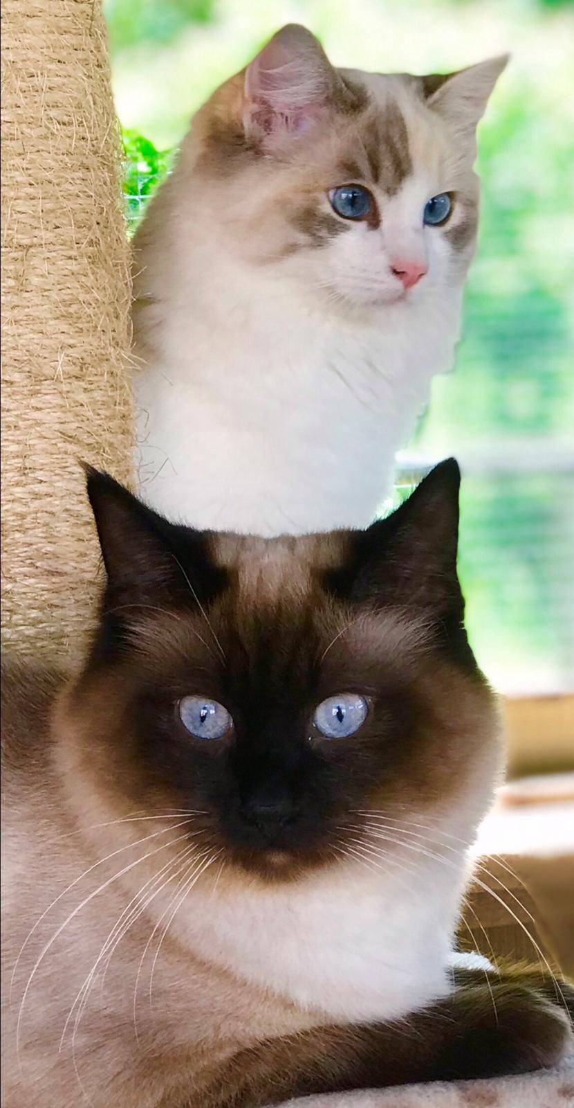 Ragdoll Cæsar billede 7