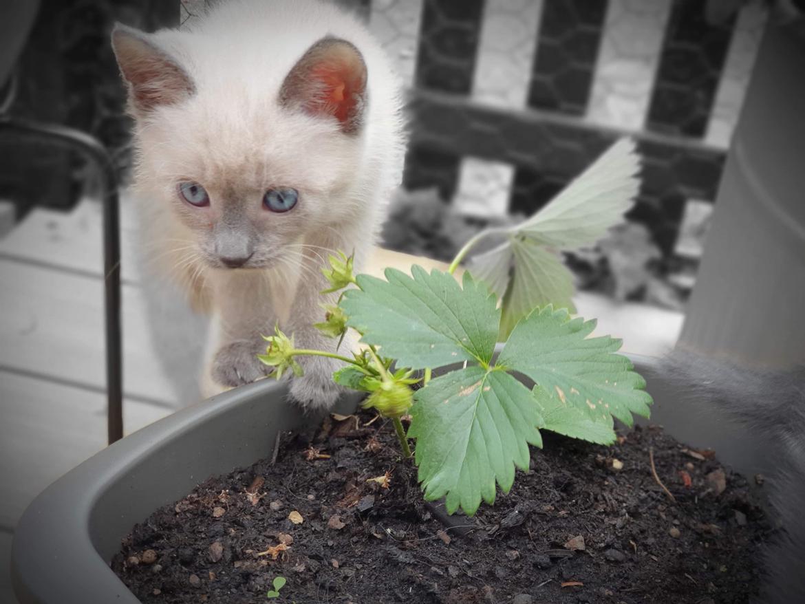 Blanding af racer Motor Mille billede 8