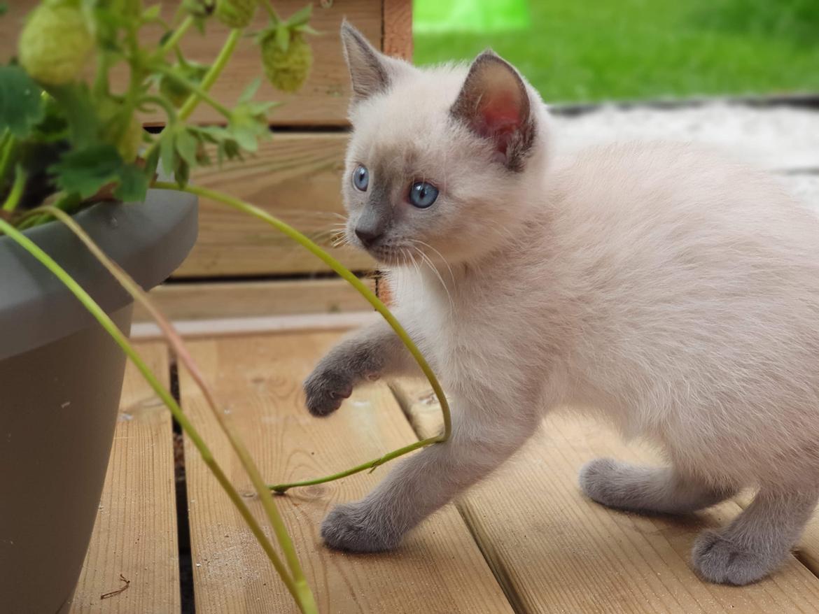 Blanding af racer Motor Mille billede 11