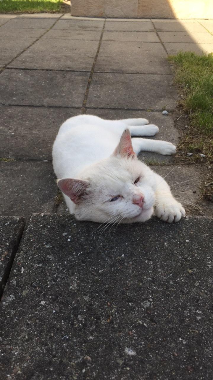 Huskat Trippe  billede 6