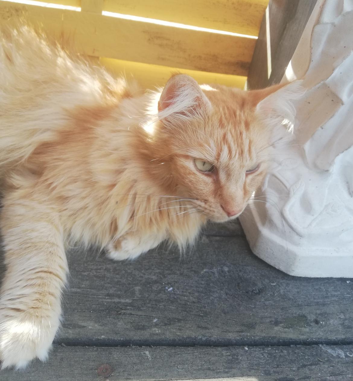 Blanding af racer Zulle  billede 4