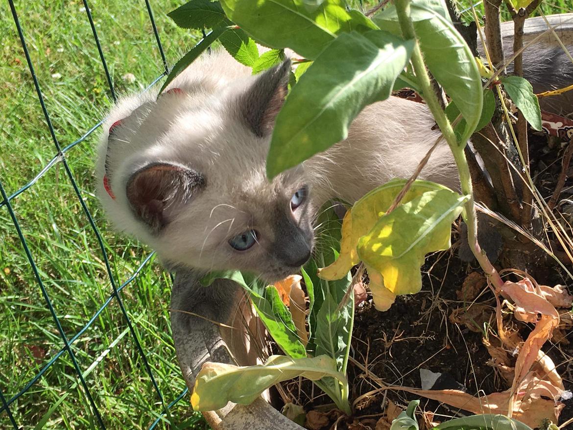 Blanding af racer Motor Mille billede 13