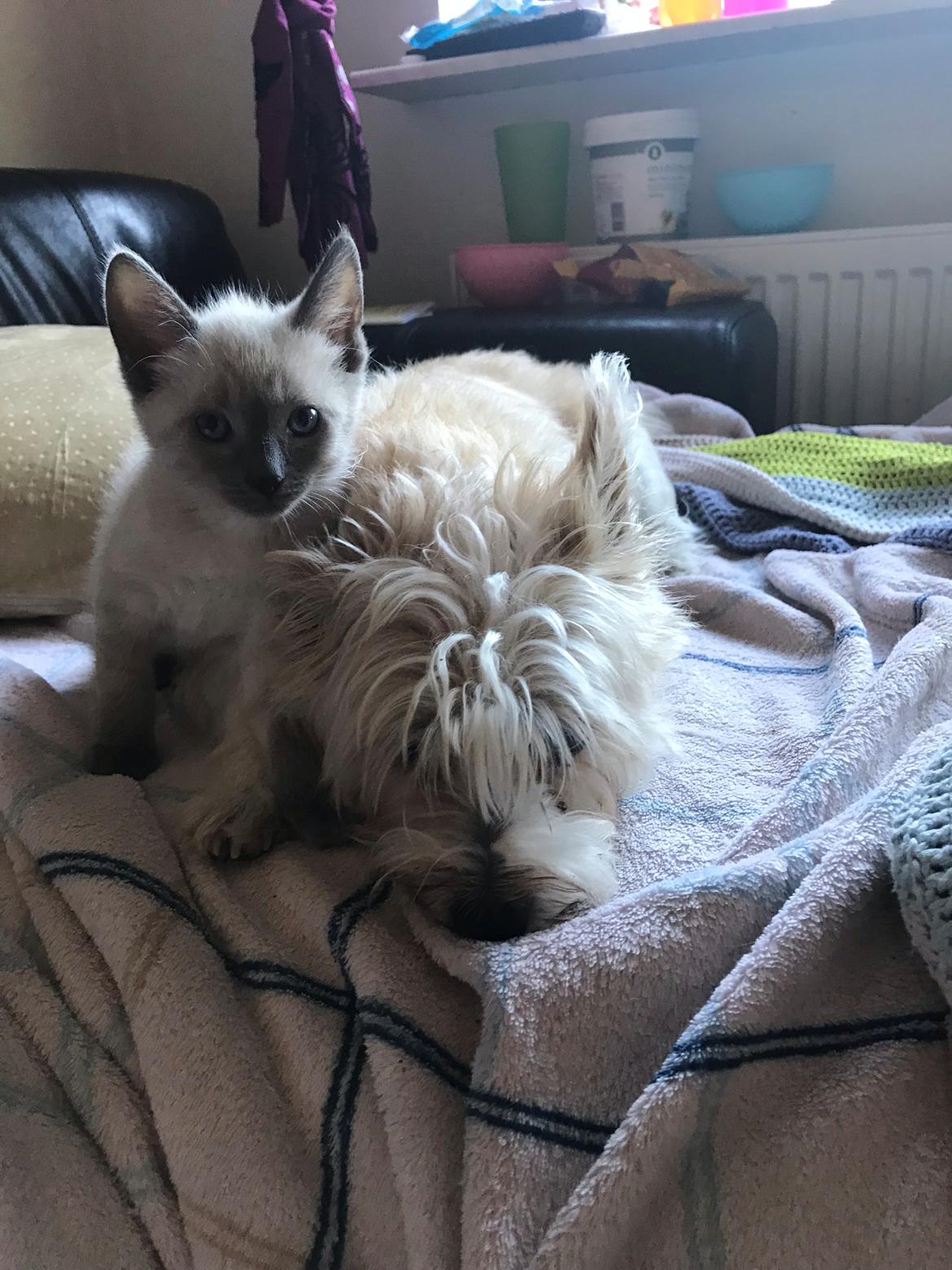 Blanding af racer Motor Mille billede 19