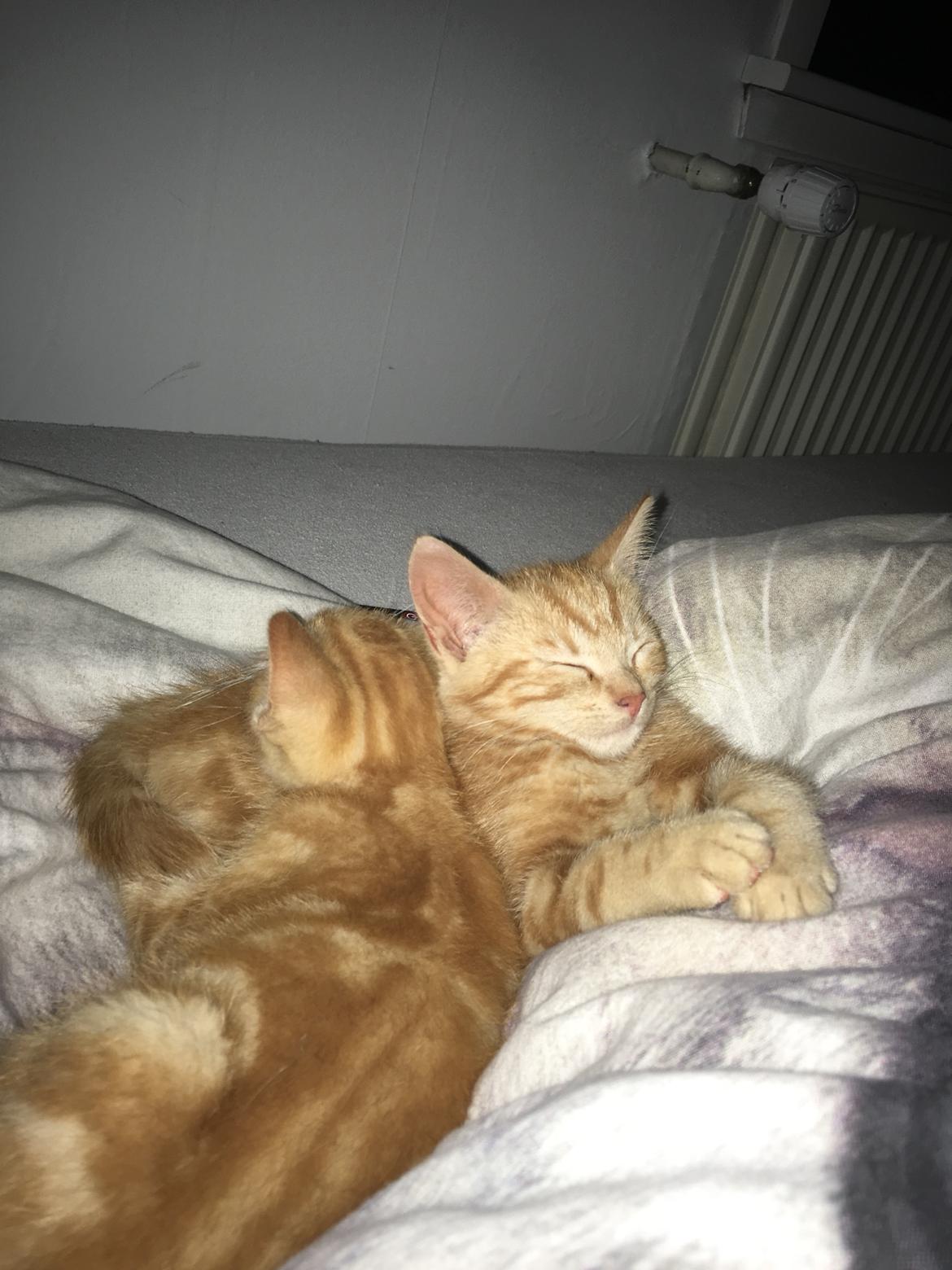 Huskat Mikkel billede 1