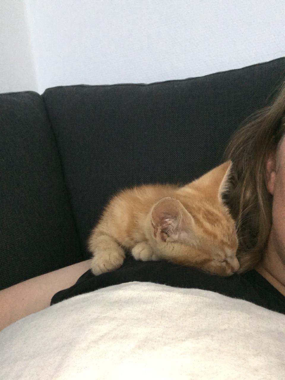 Huskat Mikkel billede 3