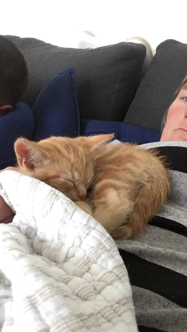 Huskat Mikkel billede 7