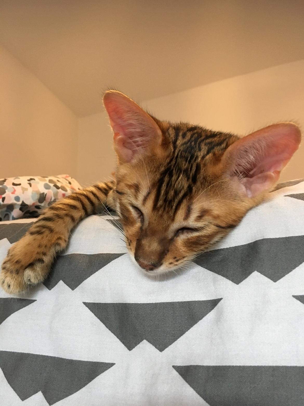 Toyger Tigervision’s Altaica “Monty” billede 6