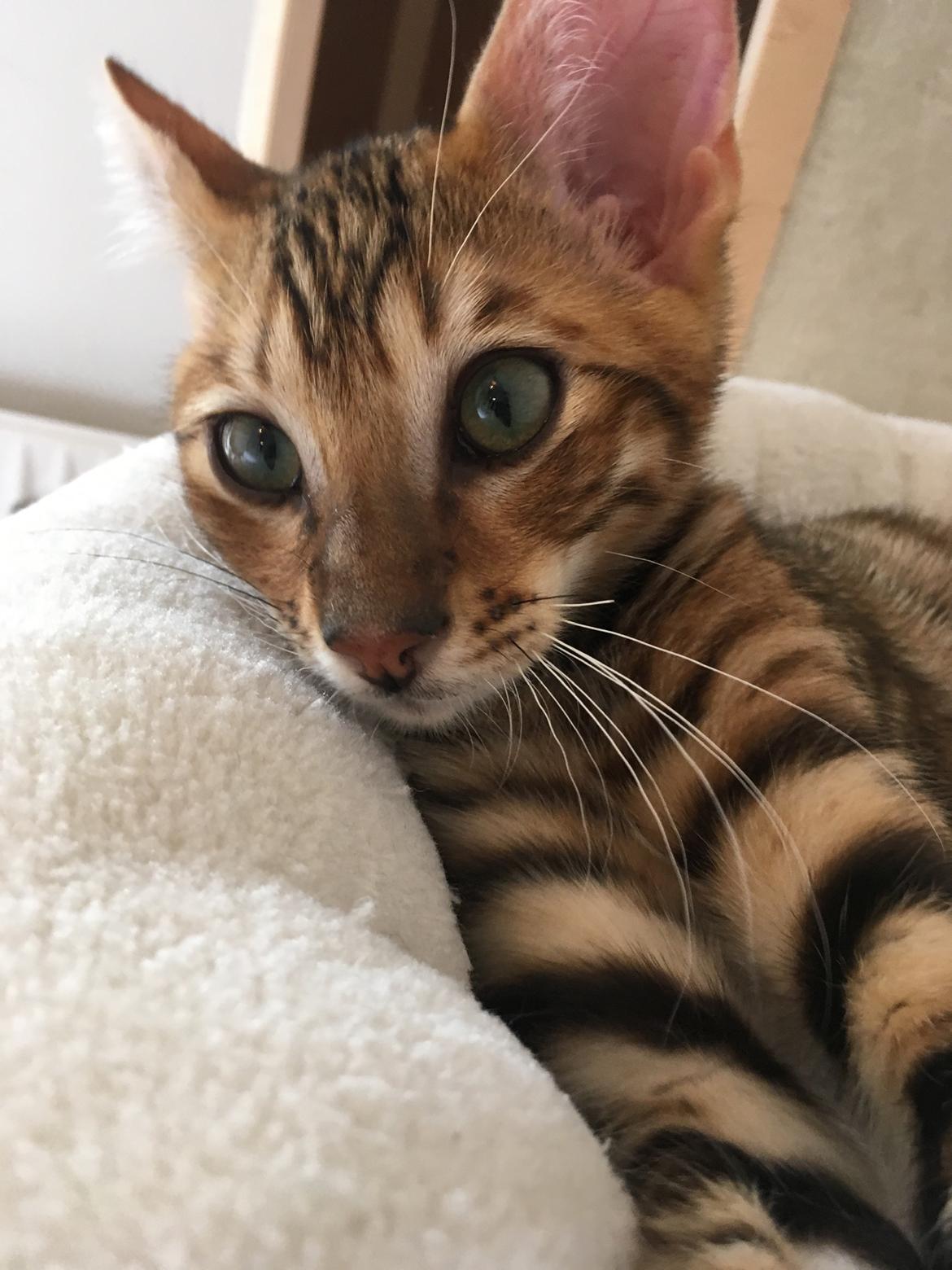 Toyger Tigervision’s Altaica “Monty” billede 8