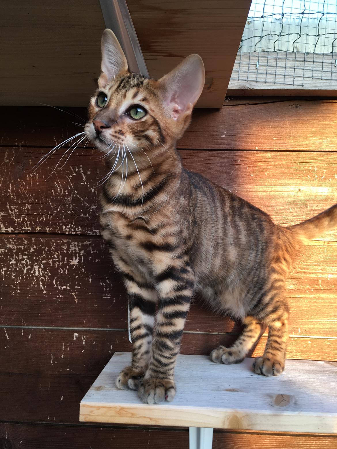 Toyger Tigervision’s Altaica “Monty” billede 16