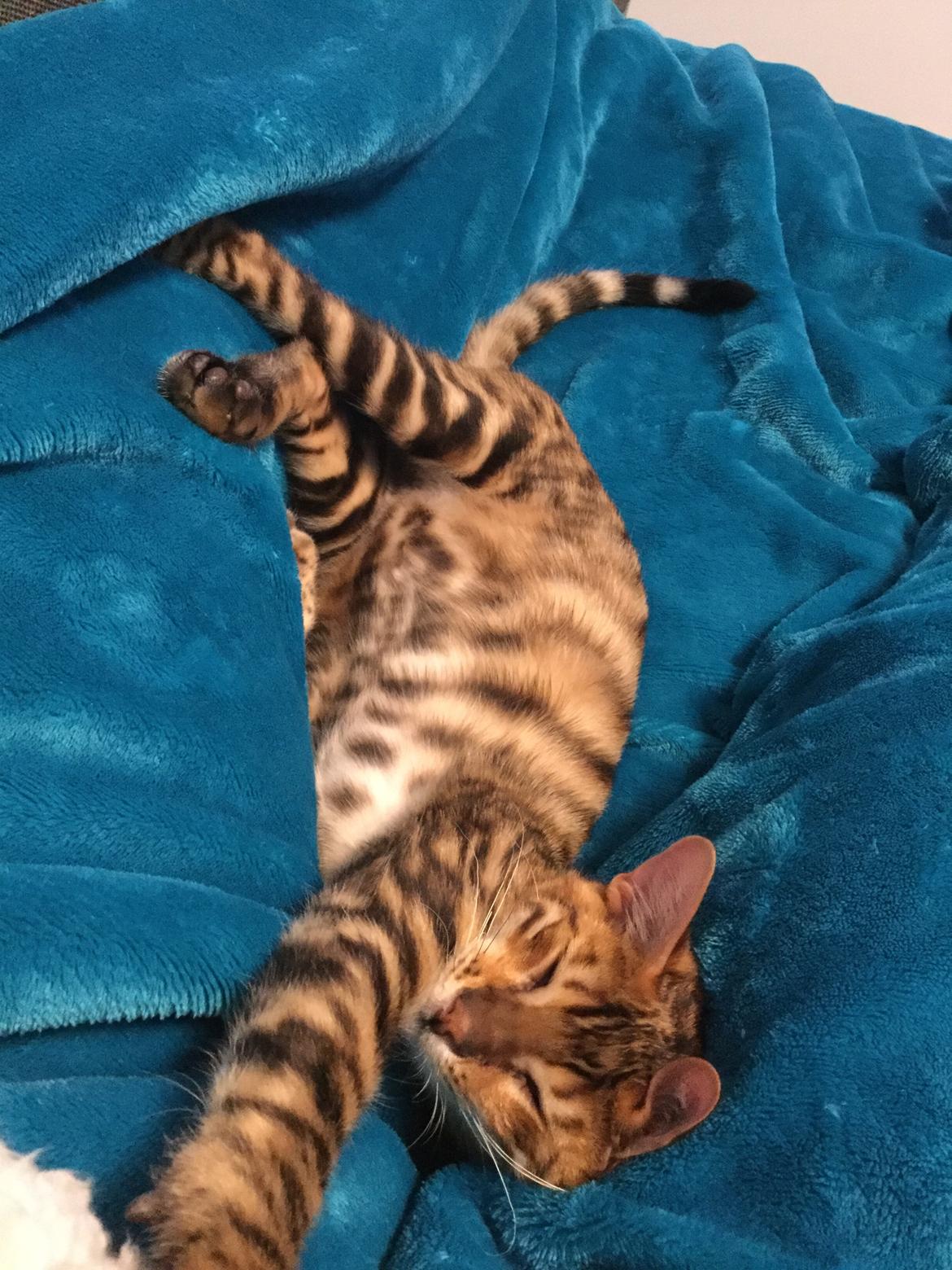 Toyger Tigervision’s Altaica “Monty” billede 19