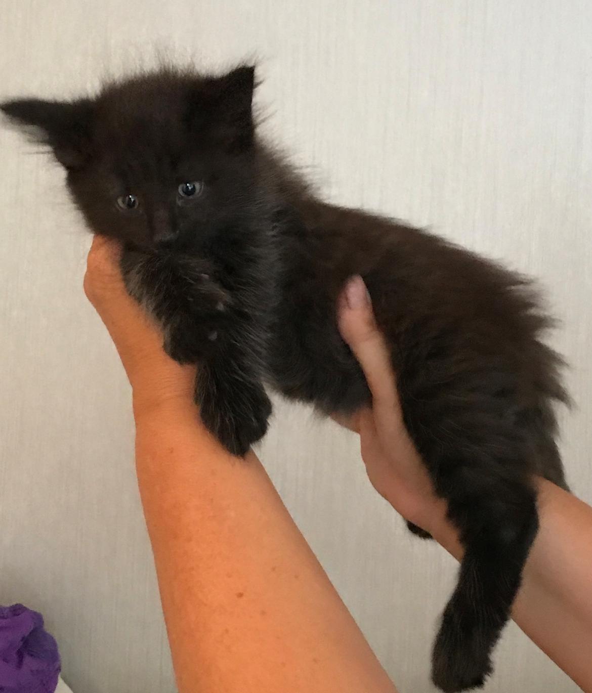 Norsk Skovkat Kirstila-Tahia’s Gert billede 1