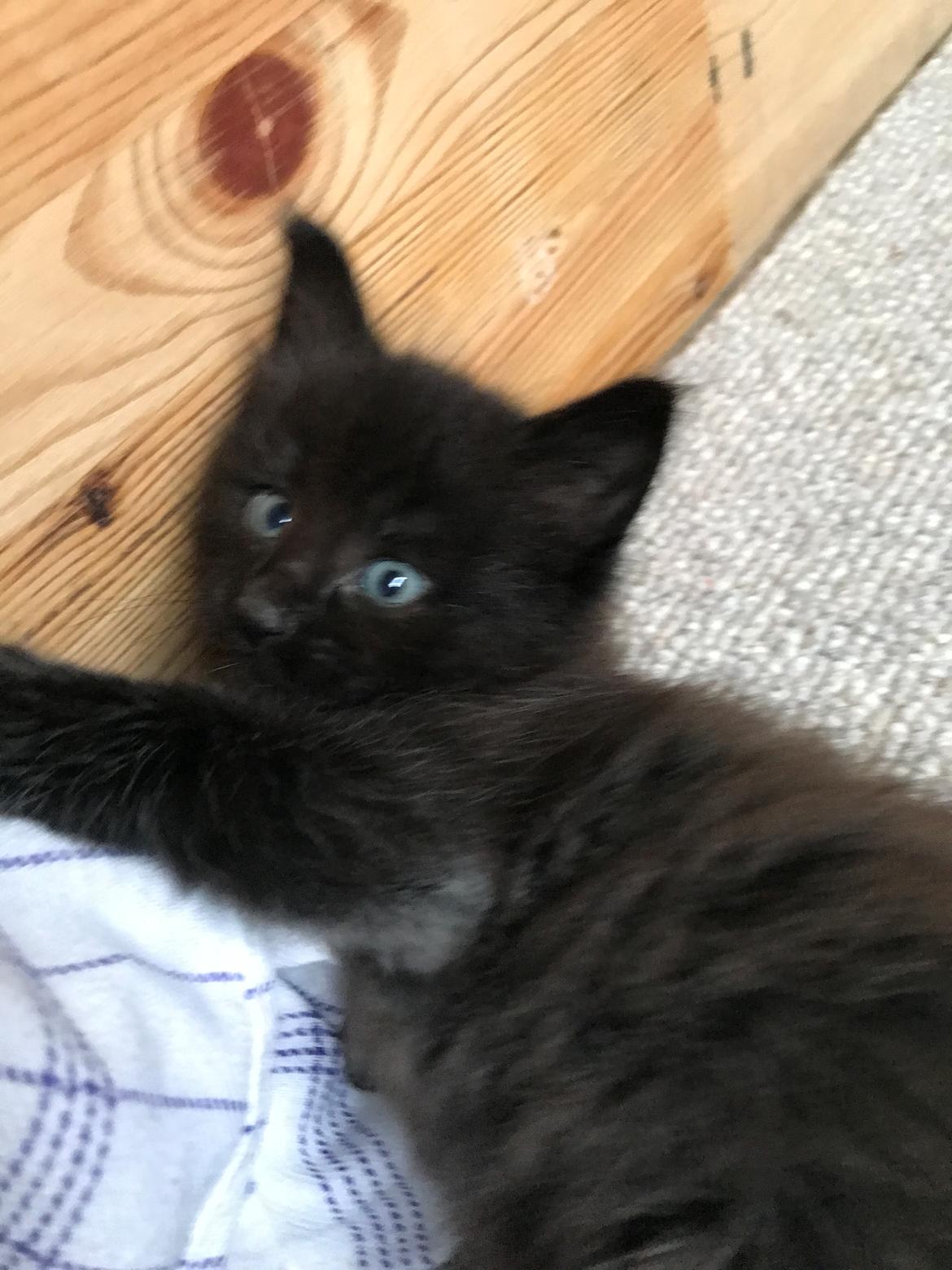 Norsk Skovkat Kirstila-Tahia’s Gert billede 2