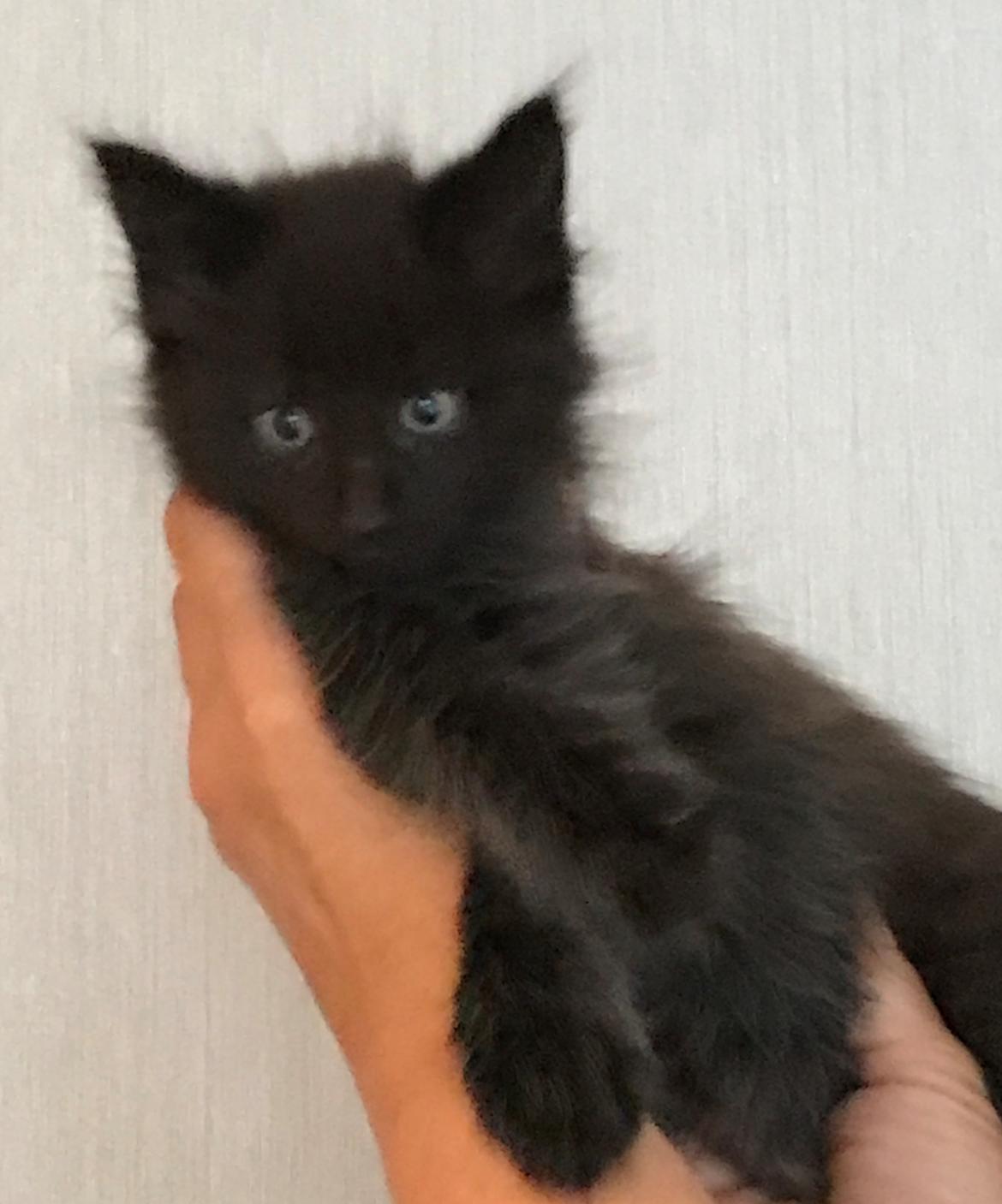 Norsk Skovkat Kirstila-Tahia’s Gert billede 3