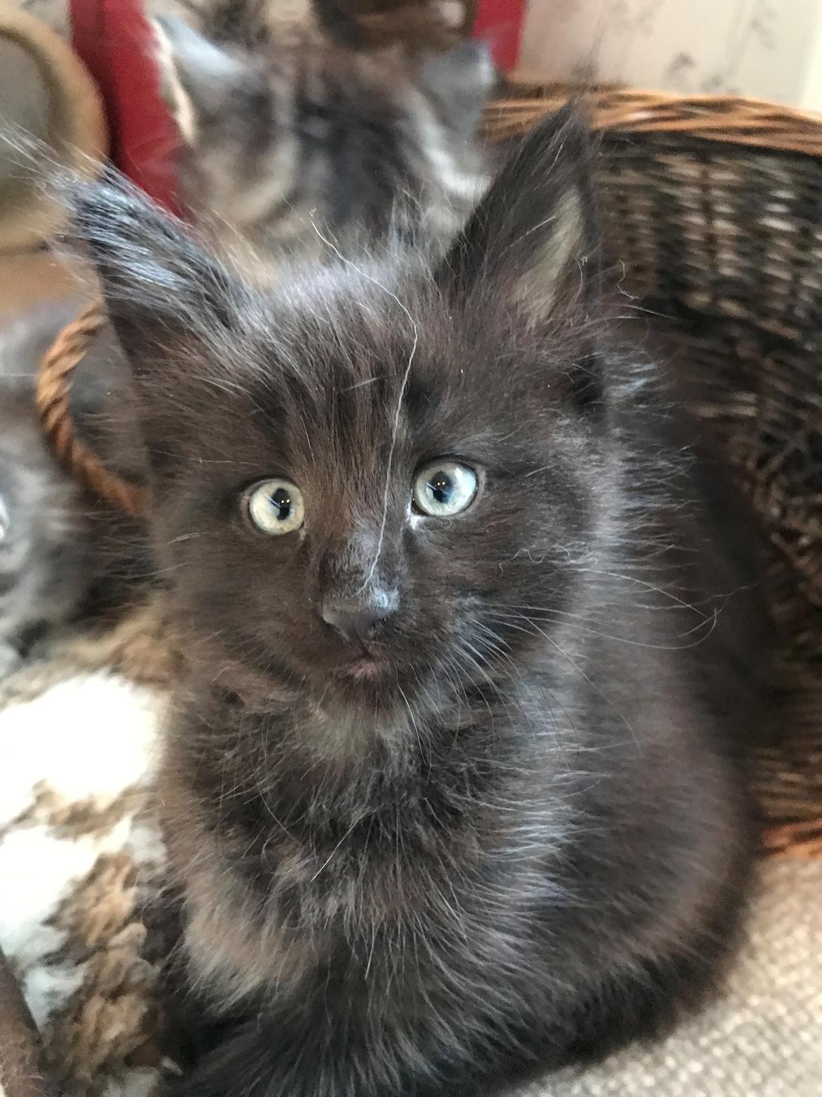 Norsk Skovkat Kirstila-Tahia’s Gert billede 5