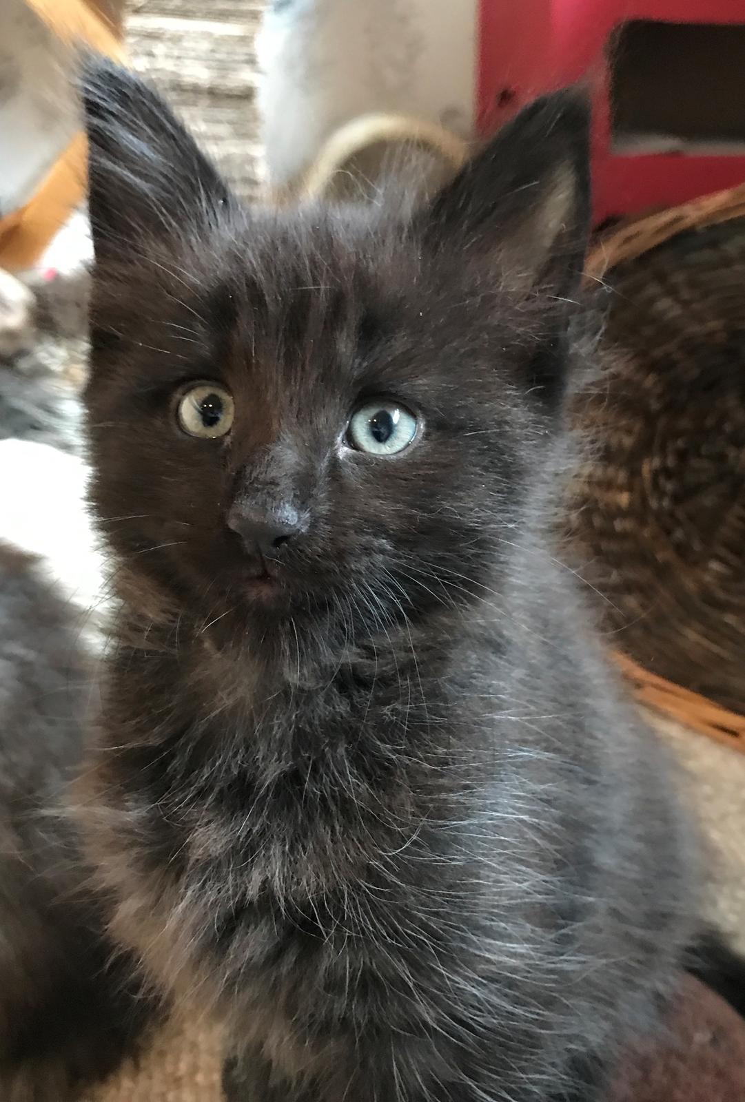 Norsk Skovkat Kirstila-Tahia’s Gert billede 6