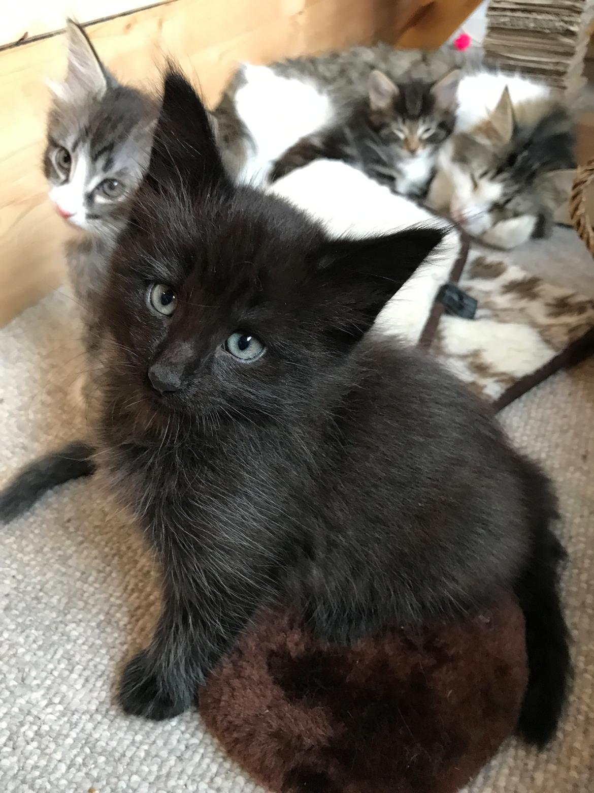 Norsk Skovkat Kirstila-Tahia’s Gert billede 7