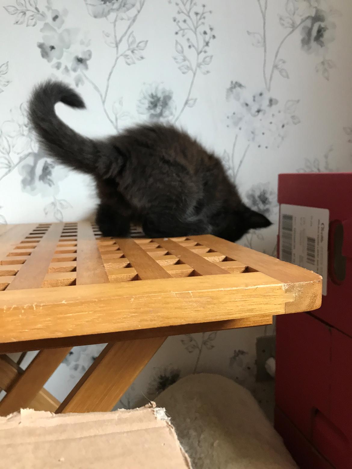 Norsk Skovkat Kirstila-Tahia’s Gert billede 4