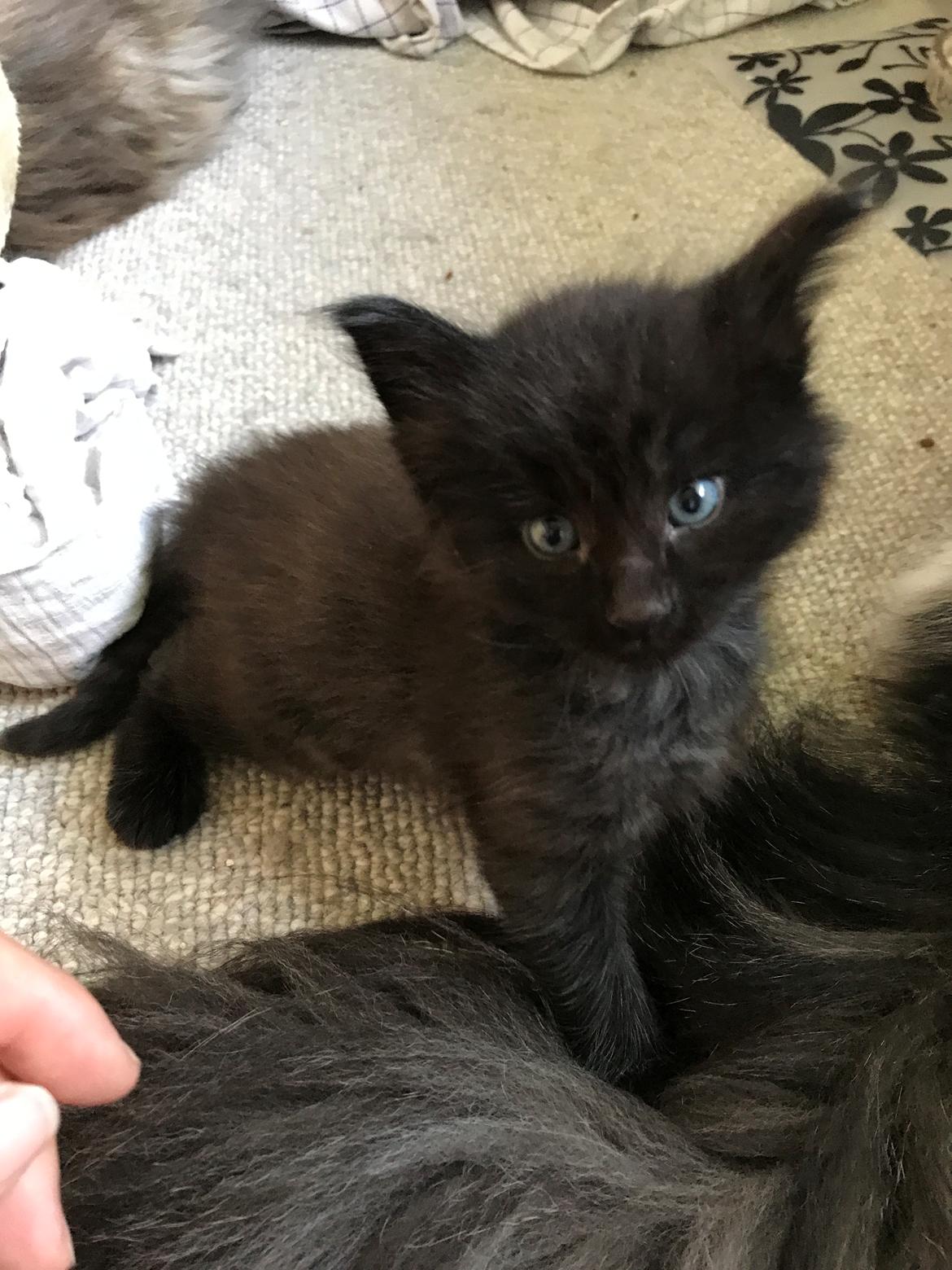 Norsk Skovkat Kirstila-Tahia’s Gert billede 8