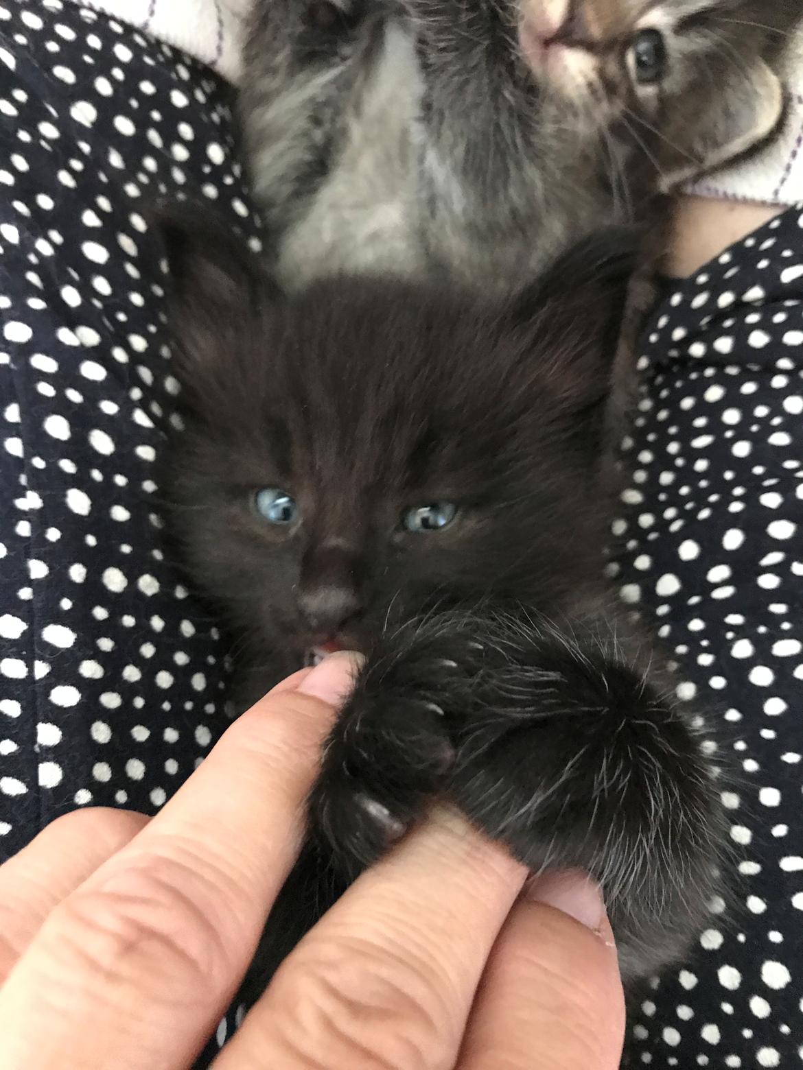 Norsk Skovkat Kirstila-Tahia’s Gert billede 10