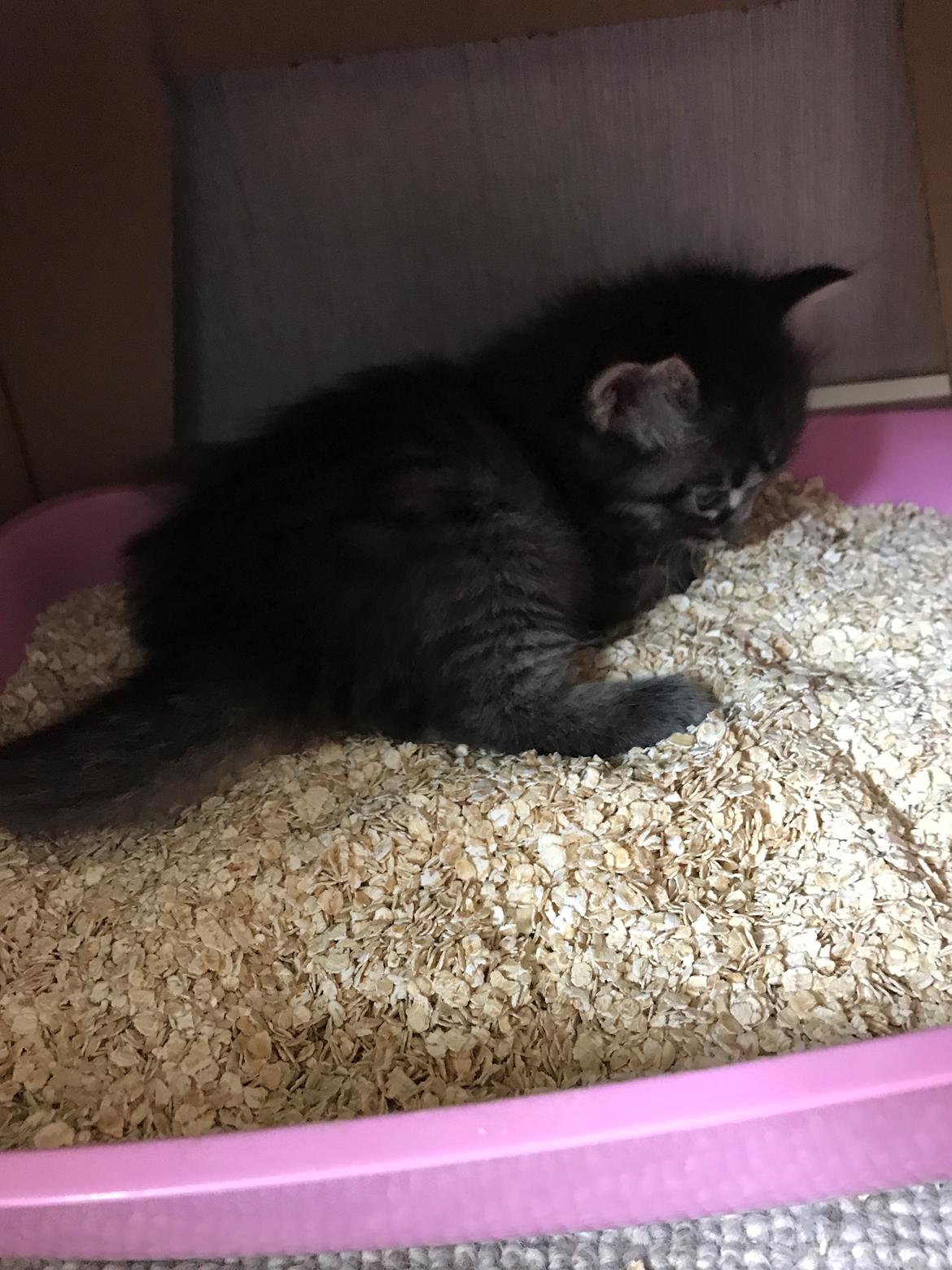 Norsk Skovkat Kirstila-Tahia’s Gert billede 11