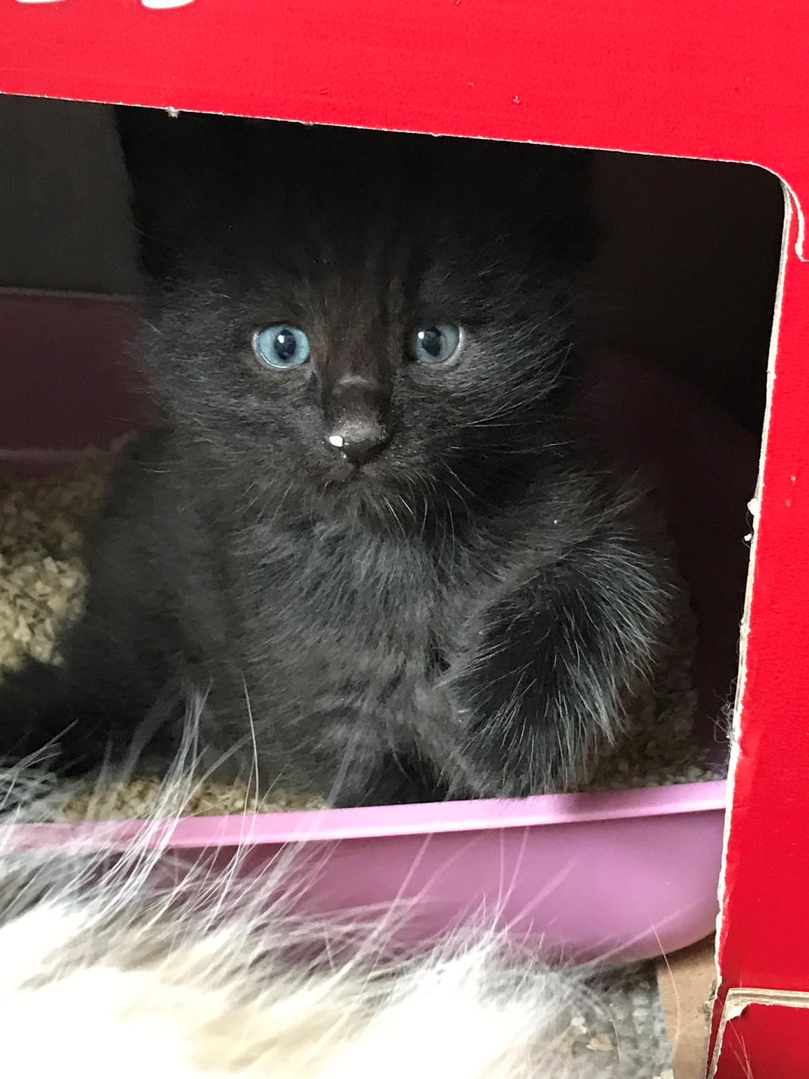 Norsk Skovkat Kirstila-Tahia’s Gert billede 9