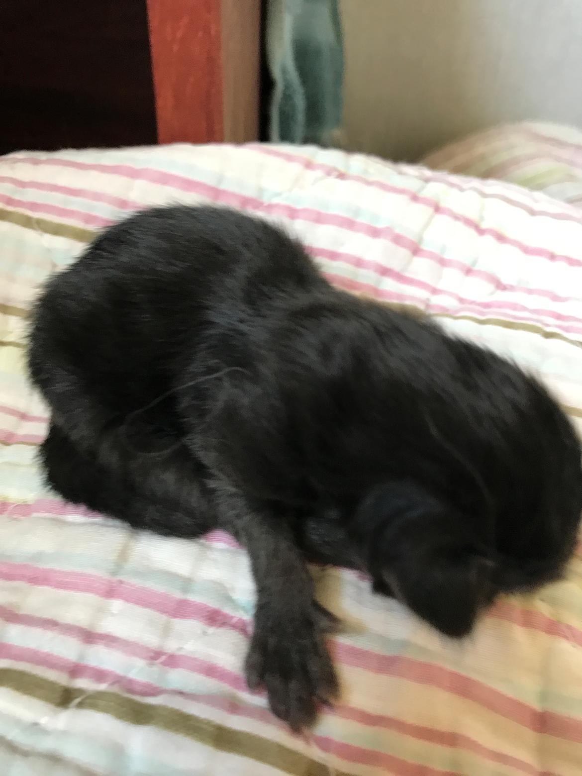 Norsk Skovkat Kirstila-Tahia’s Gert billede 13