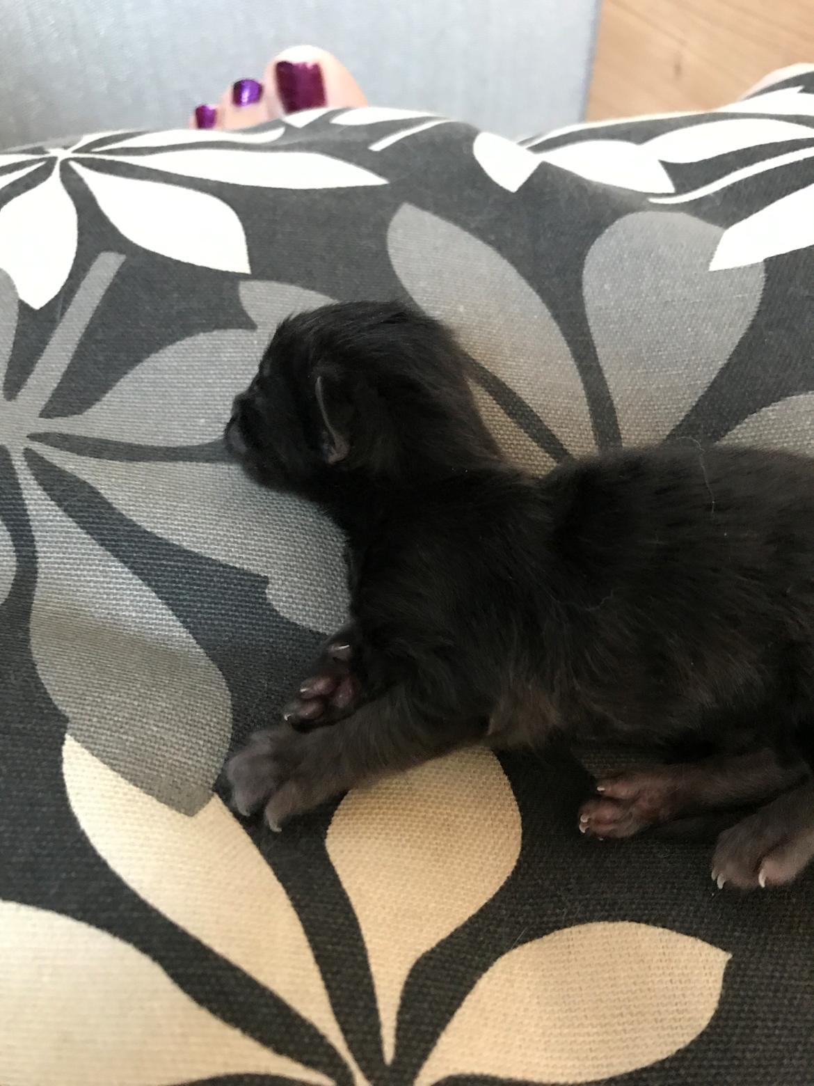 Norsk Skovkat Kirstila-Tahia’s Gert billede 14