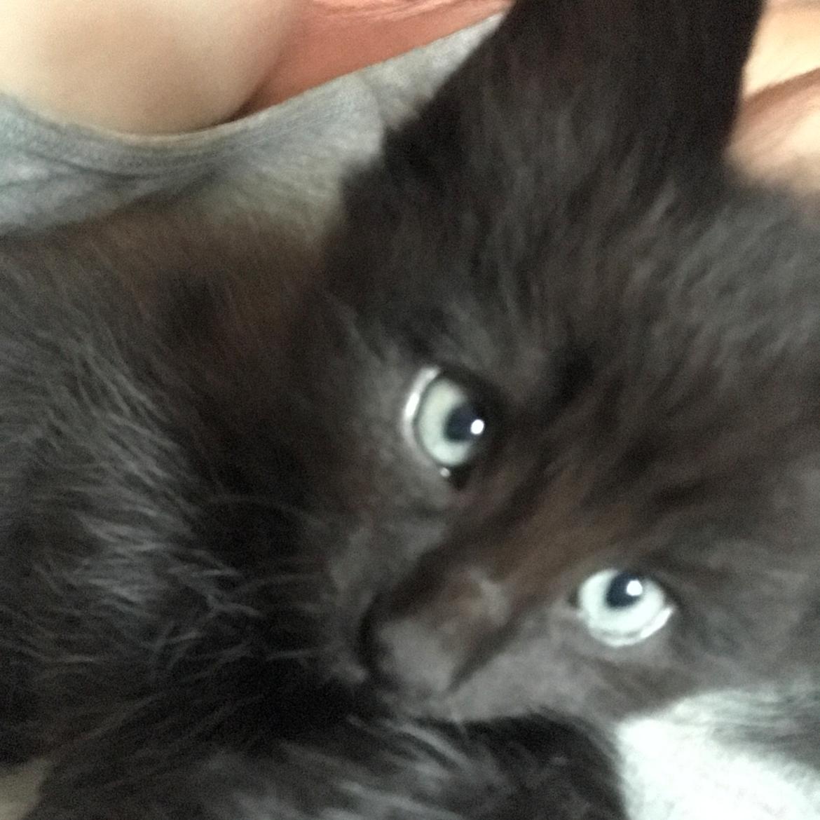 Norsk Skovkat Kirstila-Tahia’s Gert billede 15