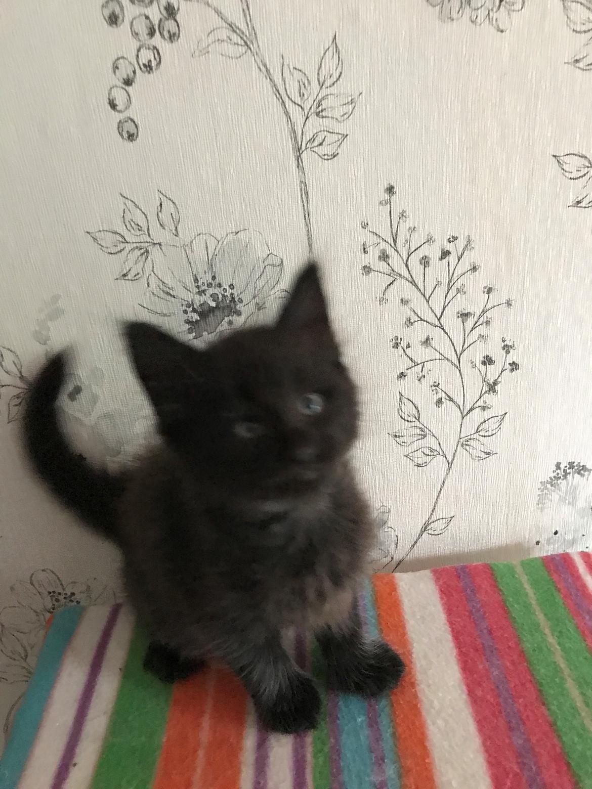 Norsk Skovkat Kirstila-Tahia’s Gert billede 16