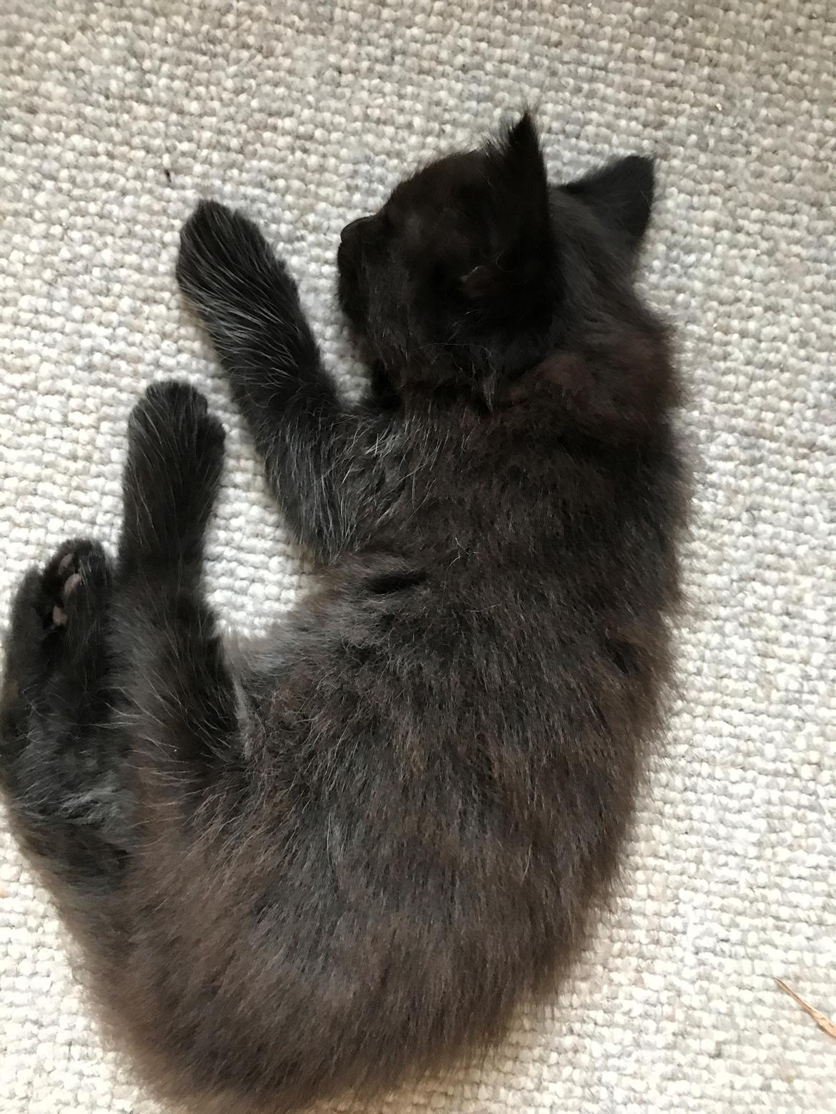 Norsk Skovkat Kirstila-Tahia’s Gert billede 17