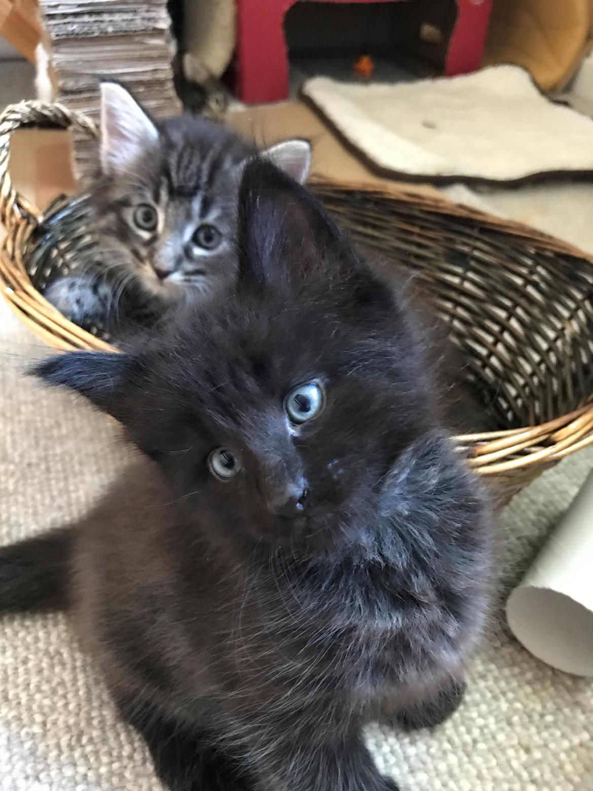 Norsk Skovkat Kirstila-Tahia’s Gert billede 18