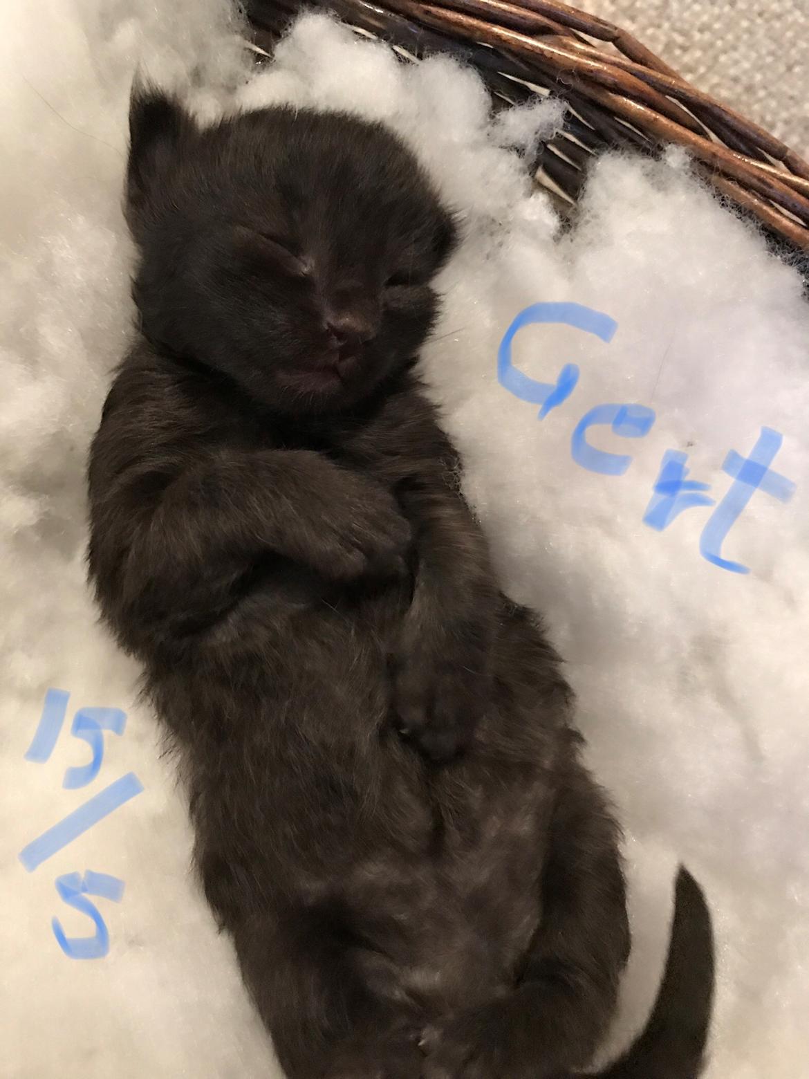 Norsk Skovkat Kirstila-Tahia’s Gert billede 19