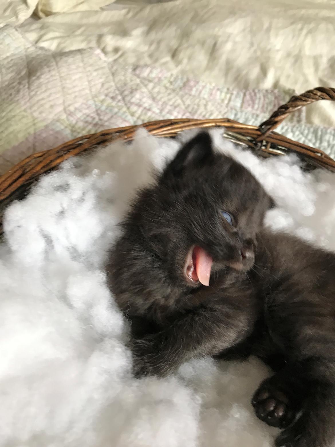 Norsk Skovkat Kirstila-Tahia’s Gert billede 20