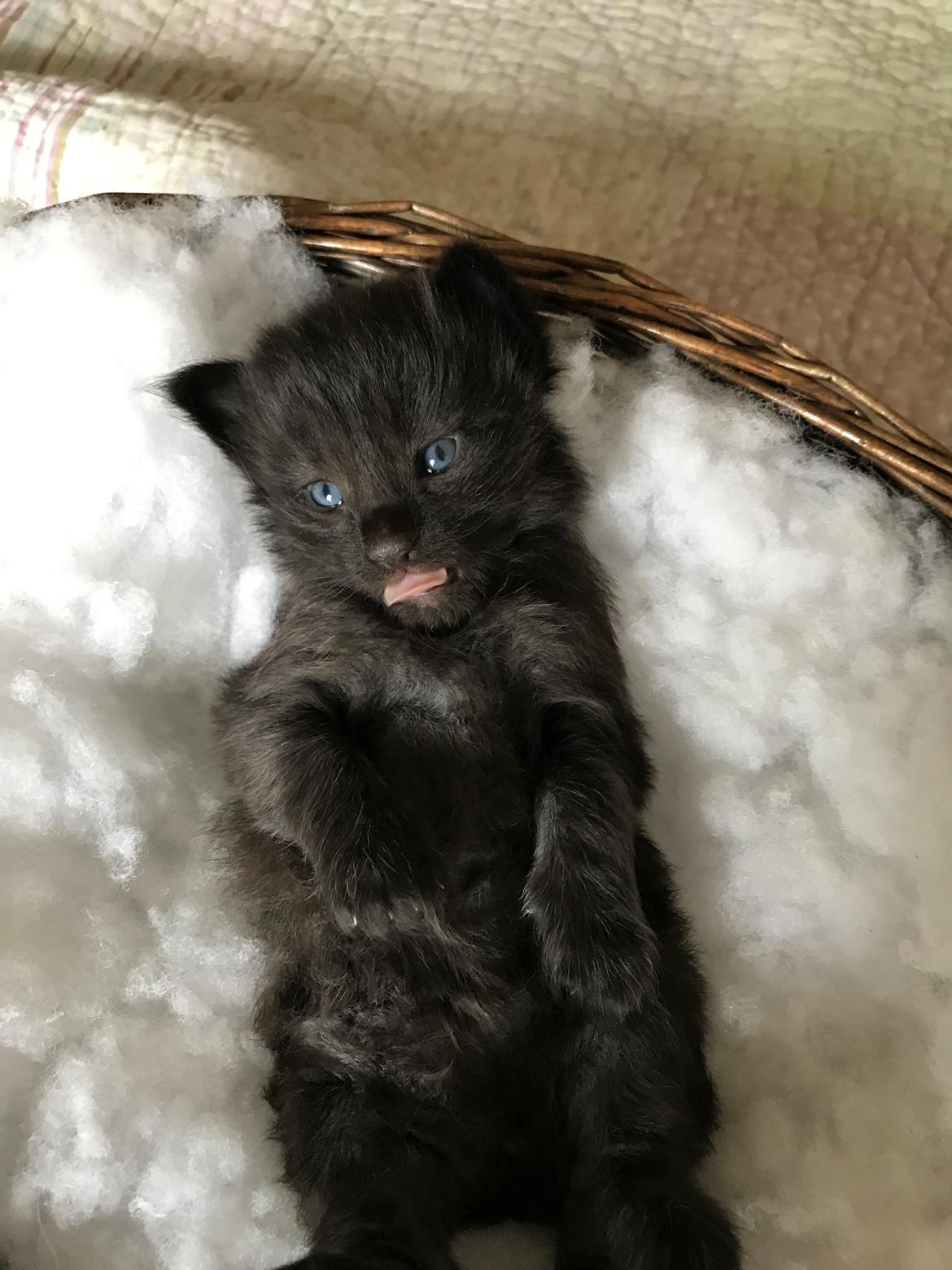 Norsk Skovkat Kirstila-Tahia’s Gert billede 21