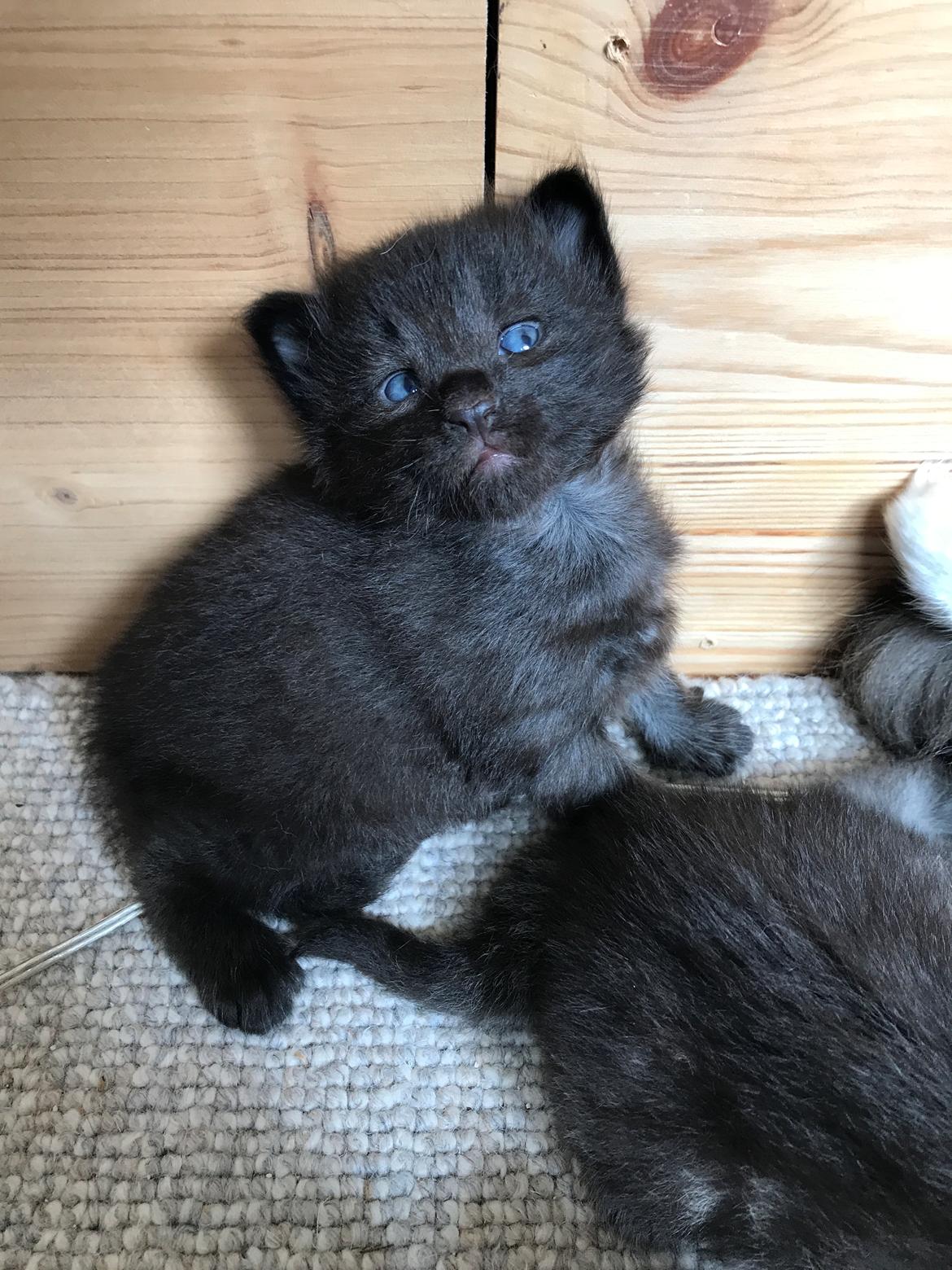 Norsk Skovkat Kirstila-Tahia’s Gert billede 22