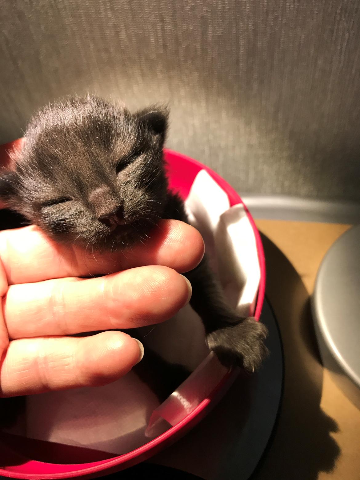 Norsk Skovkat Kirstila-Tahia’s Gert billede 23