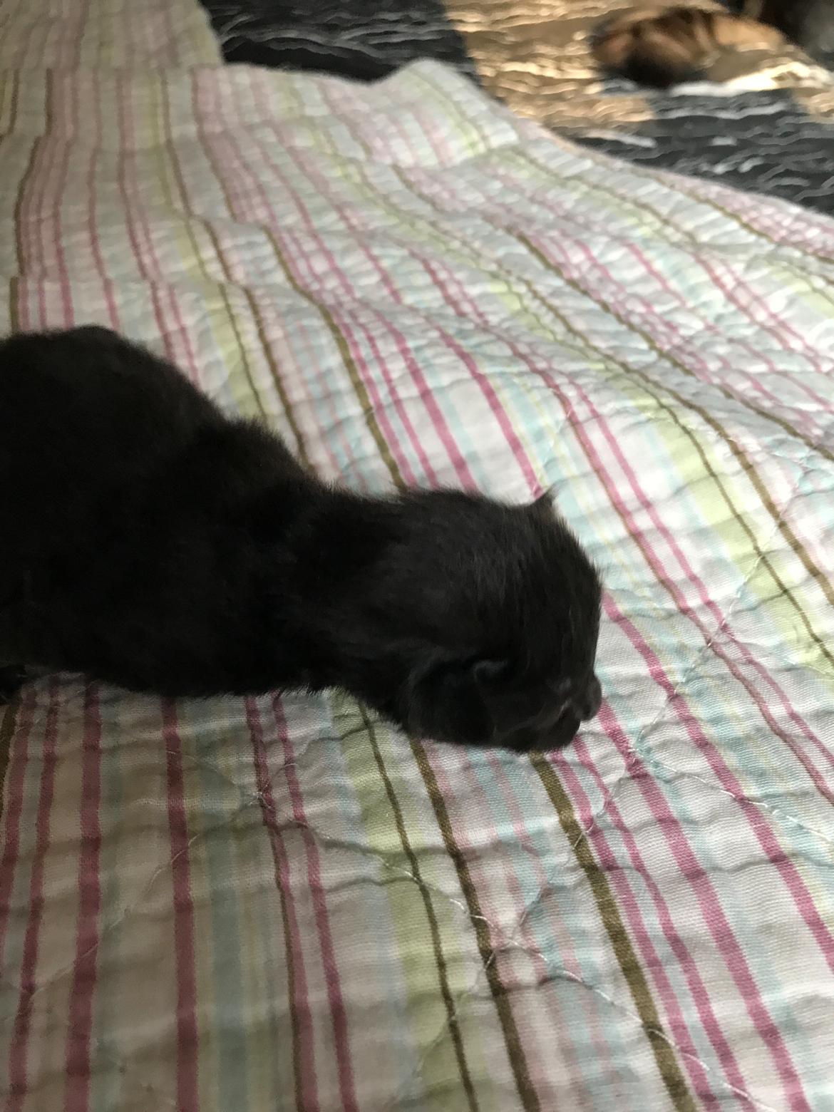 Norsk Skovkat Kirstila-Tahia’s Gert billede 12