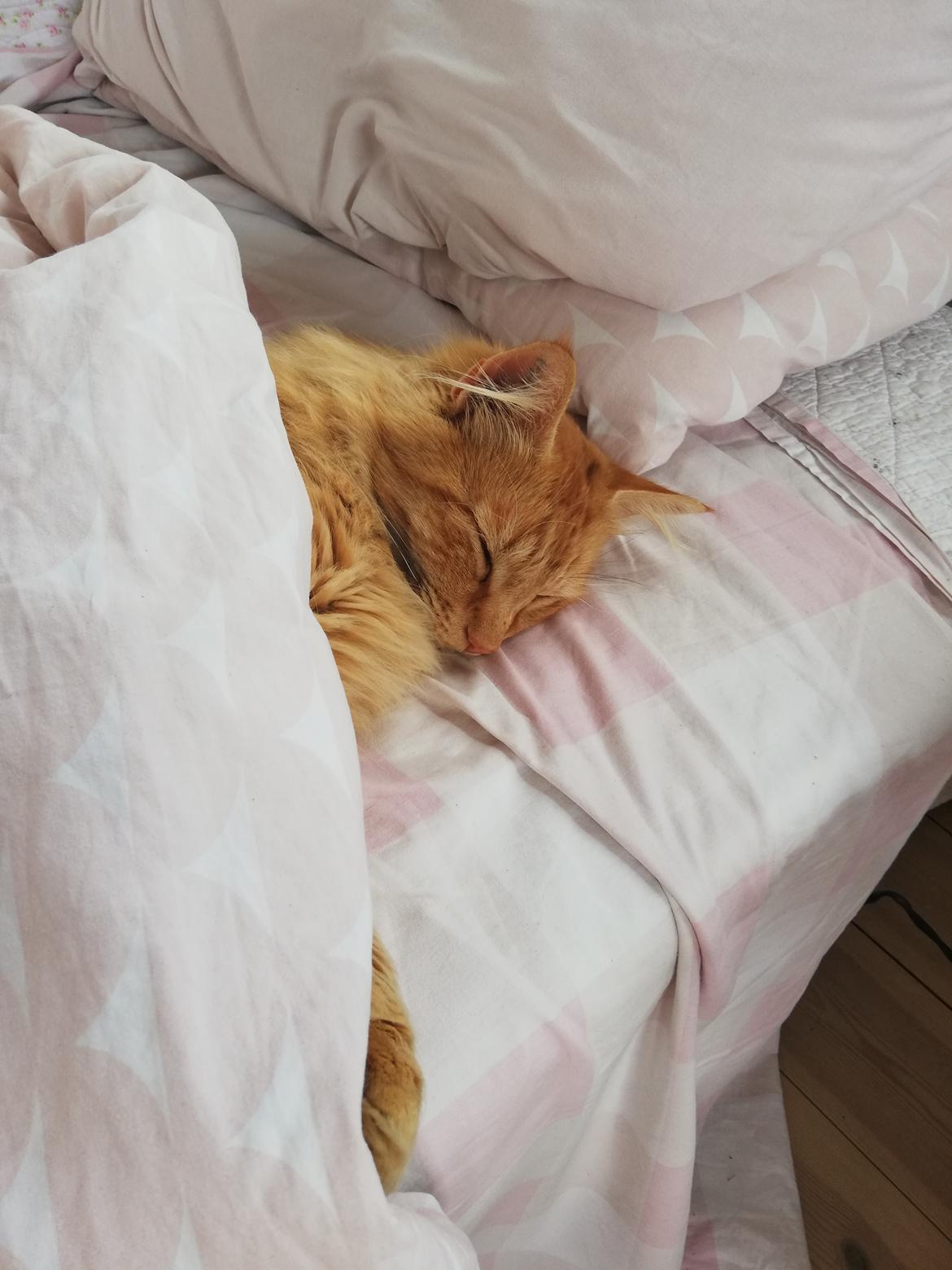 Blanding af racer Zulle  billede 8