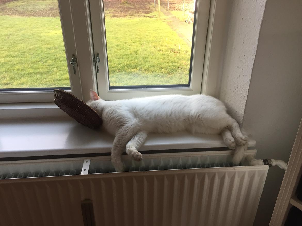 Huskat Trippe  billede 8