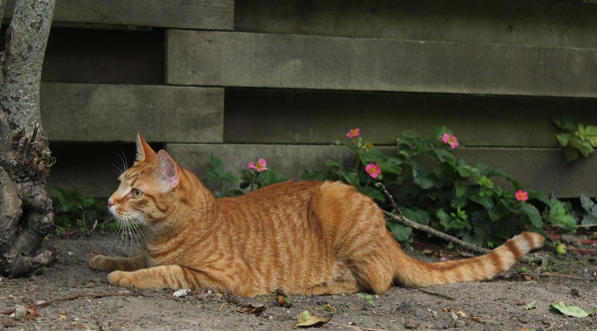 Huskat Simba billede 17