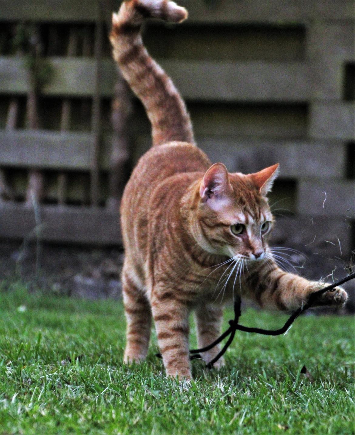 Huskat Simba billede 15