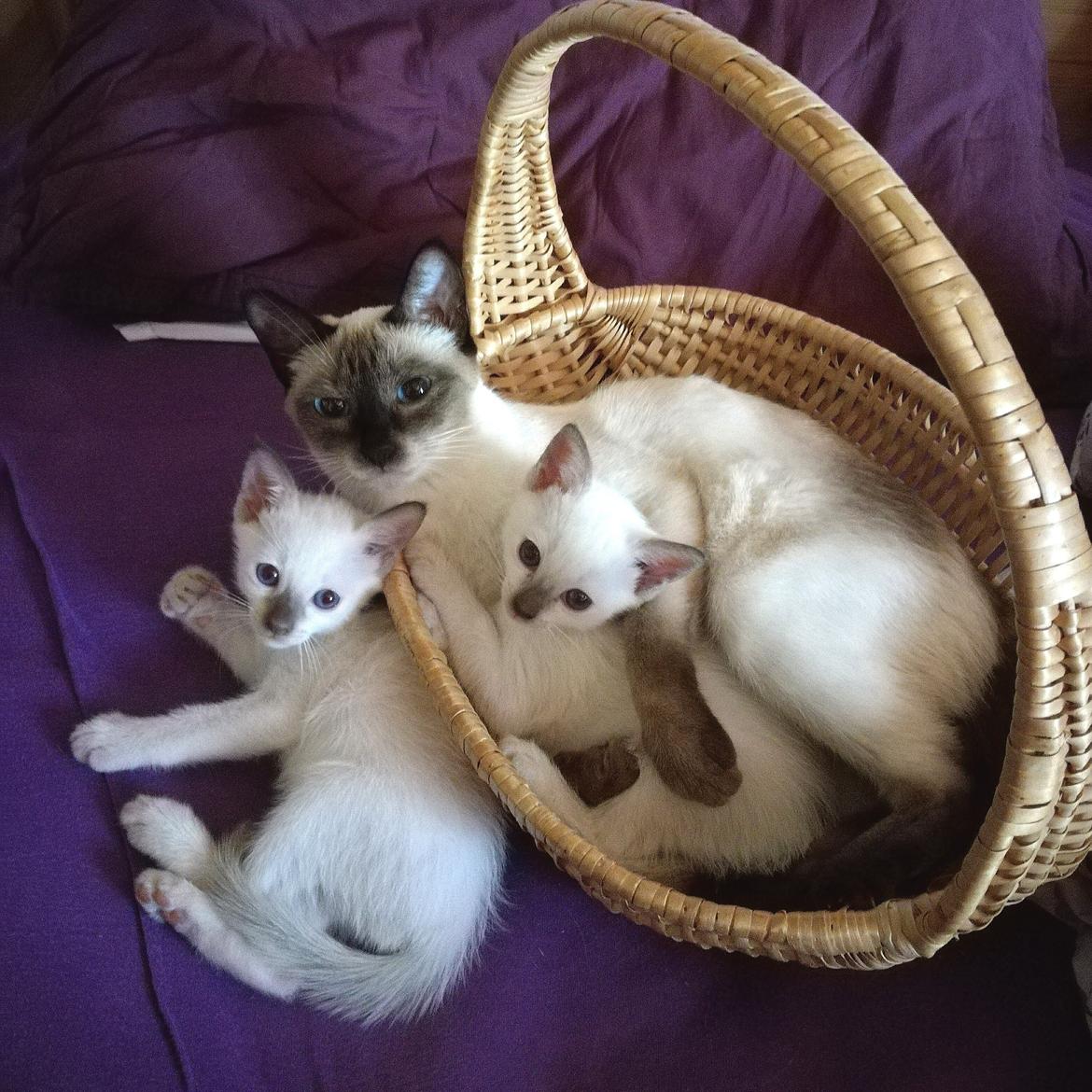 Thai         Traditionel siameser   Gaja Smart Sara. pl billede 5