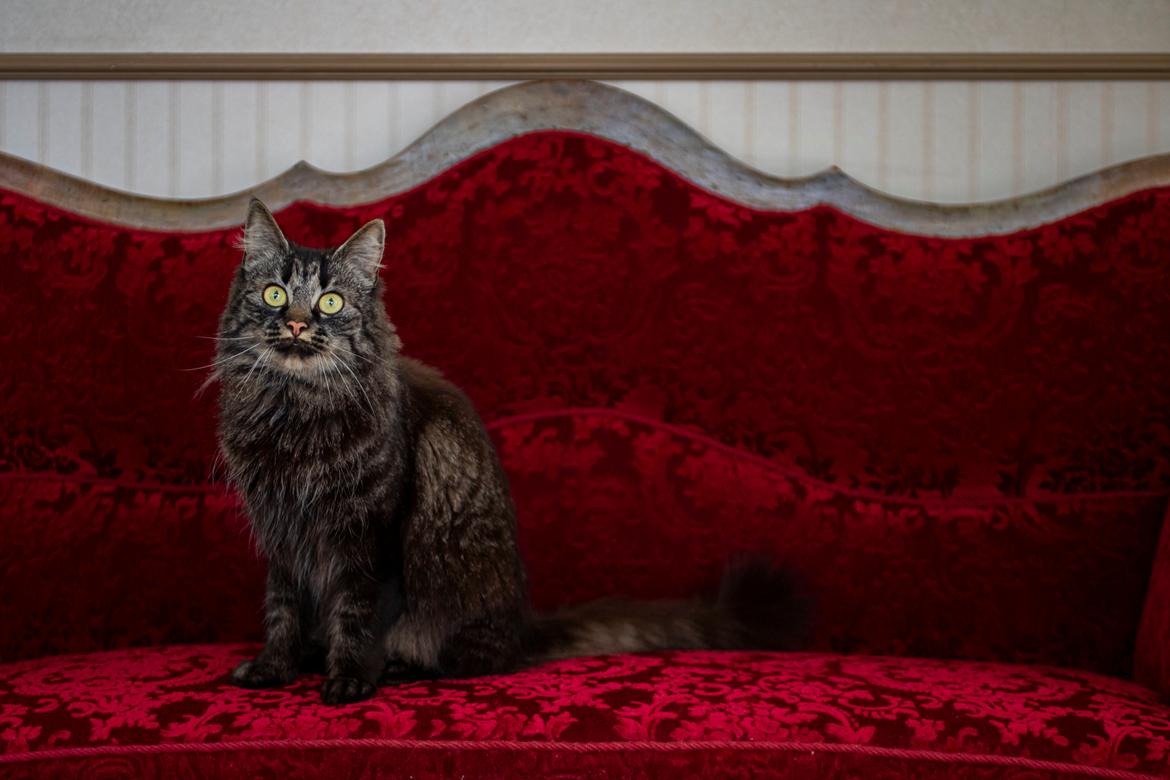 Blanding af racer Hugo billede 10