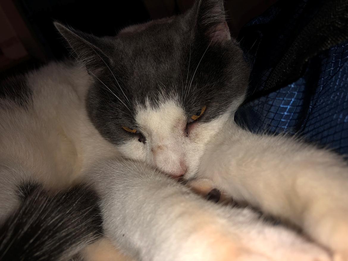 Huskat Sylvester (R.I.P) billede 6