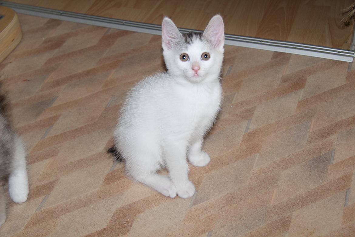 Kurilean Bobtail JeaTri´s Aurora billede 12